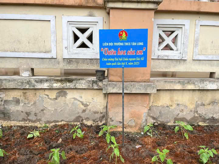 Liên đội trường THCS Tân Long thực hiện công trình" Vườn hoa của em" tiến tới Chào mừng Đại hội Cháu ngoan Bác Hồ toàn quốc lần thứ X - năm 2025.